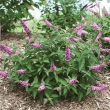 Load image into Gallery viewer, Lo and Behold Pink Micro Chip Butterfly Bush
