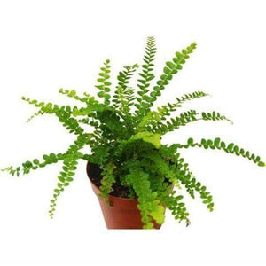 Button Fern Plants