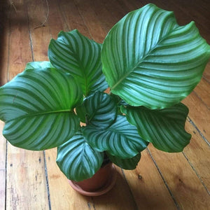 Calathea Orbifolia Plants