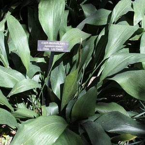 Aspidistra Cast Iron Plant