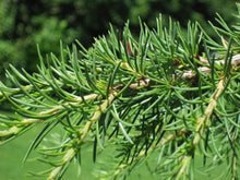 Load image into Gallery viewer, Green Atlas Cedar Trees

