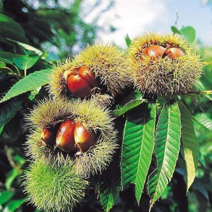 Chinese Chestnut Trees