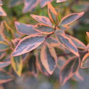 Abelia Twist of Orange Shrubs