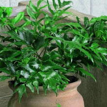 Load image into Gallery viewer, Japanese Holly Fern Plants
