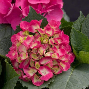 Cityline Paris Hydrangea Shrubs