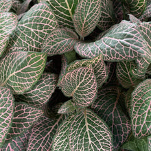 Load image into Gallery viewer, Pink Fittonia Plants
