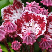Load image into Gallery viewer, Mountain Laurel Minuet Shrubs

