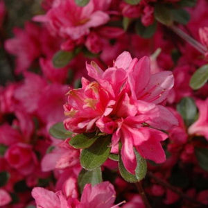 Azalea Tradition Pink Shrubs