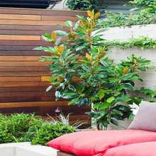 Load image into Gallery viewer, Little Gem Magnolia Trees
