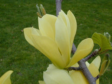 Load image into Gallery viewer, Magnolia Butterflies
