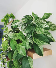 Load image into Gallery viewer, Marble Queen Pothos Plants
