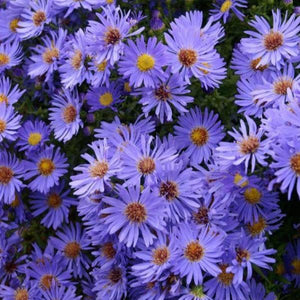 Aster Woods Blue