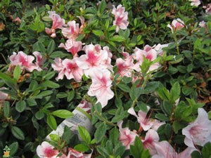 Azalea Autumn Chiffon Shrubs