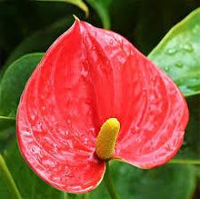 Load image into Gallery viewer, Red Anthurium Plants
