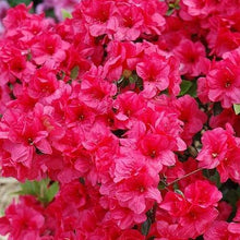 Load image into Gallery viewer, Azalea Hershey Red Shrubs
