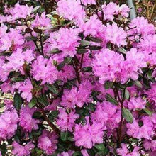 Load image into Gallery viewer, PJM Rhododendron Shrubs
