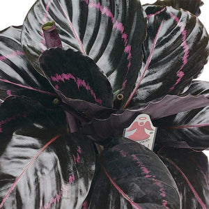 Calathea Dottie Plants