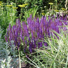 Load image into Gallery viewer, Salvia East Friesland Plants
