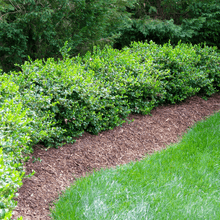 Load image into Gallery viewer, Steeds Holly Shrubs
