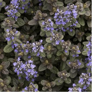 Ajuga Chocolate Chip