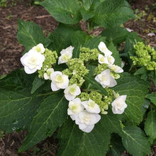 Load image into Gallery viewer, Wedding Gown Hydrangea Shrubs
