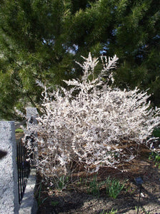 Abeliophyllum distichum White Forsythia