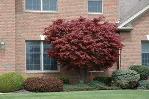 Bloodgood Japanese Maple Trees