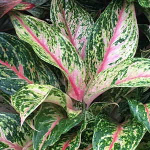 Aglaonema Sparkling Sarah Plants