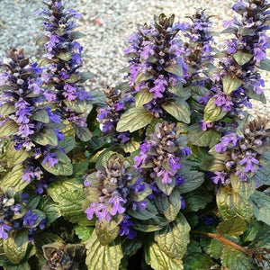 Ajuga Bronze Beauty