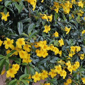 Allamanda Bush