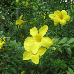 Allamanda Bush