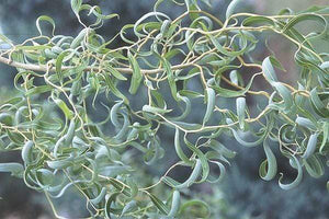 Corkscrew Willow Trees