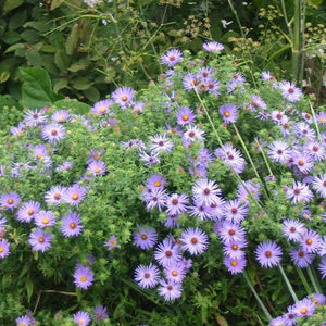 Aster Raydon's Favorite Plants