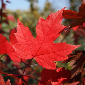 Autumn Blaze Maple Trees