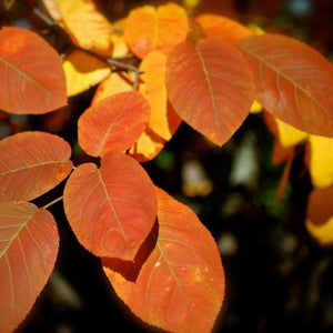 Autumn Brilliance Serviceberry Shrubs