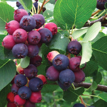 Load image into Gallery viewer, Autumn Brilliance Serviceberry Shrubs
