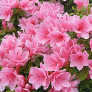 Coral Bells Azalea Shrubs