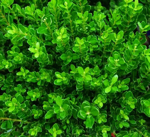 Baby Jade Boxwood Shrubs