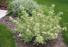 Load image into Gallery viewer, Variegated Yellow Twig Dogwood Shrubs
