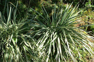 Big Blue Liriope