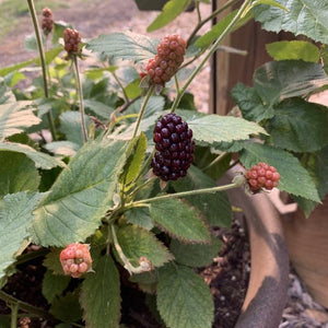 Baby Cakes Blackberry Bushes