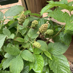 Baby Cakes Blackberry Bushes