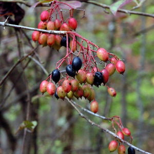 Black Haw Viburnum Shrubs