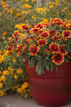 Load image into Gallery viewer, Gaillardia &#39;Arizona Sun&#39;
