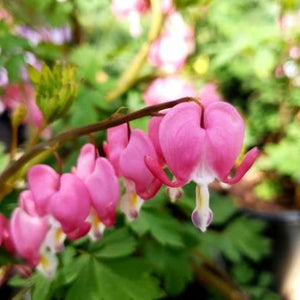 Bleeding Hearts