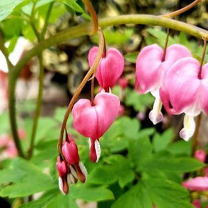 Bleeding Hearts