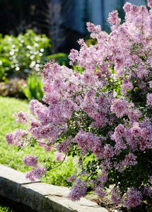 Bloomerang Pink Perfume Lilac Shrubs