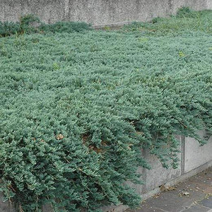 Blue Sargent Juniper Shrubs