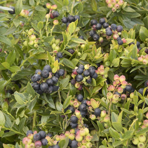 Blueberry Glaze Blueberry Bushes