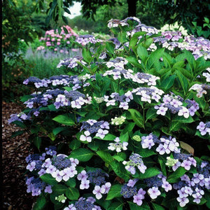 Bluebird Lacecap Hydrangea Shrubs